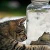 Thumb_df5cdfc6-f628-44c8-8d87-ba5ad6f1c4e5