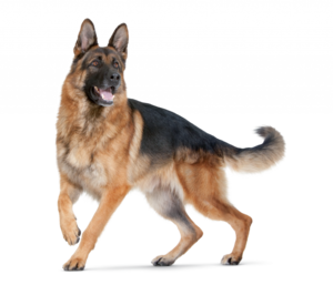 73f0fd29-408d-4f37-b9d1-3f941b4c0d8b
