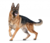 Thumb_73f0fd29-408d-4f37-b9d1-3f941b4c0d8b