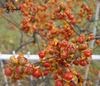 Thumb_021bf4d5-a451-4d9b-88ca-ac5fbd49438b