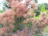Thumb_9dd9b63f-43e7-438b-8ac1-0ae30eb53718