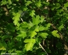 Thumb_48c720d0-5d5a-4949-aab2-15a80bced3e5