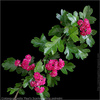 Thumb_ea9ed662-7db9-472c-b1ed-41abe3be8e80