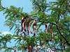Thumb_34dd3850-8515-4af4-bc61-b41ee694a9ff