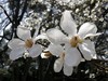 Thumb_933b7266-0f71-487b-9566-8086699c0ad1
