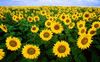 Thumb_bf30817e-0c59-4585-b4a0-450be09f8823