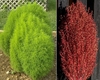 Thumb_2e53f0f1-3d50-44cb-9ee3-dfce49541f56