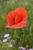 Thumb_b499a6ca-22c7-4cb6-afa9-5fc14d06b53b