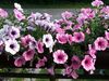 Thumb_e743f845-d293-4b08-8913-120751ed1075