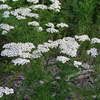 Thumb_3b189380-c0fd-408e-9121-99bb2c22e3fe
