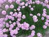 Thumb_672f83dd-87f7-4ea5-8f86-2a12b3867f55