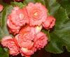 Thumb_c5c9da11-e204-437e-a22c-ee7eef076609