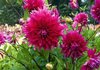 Thumb_3685fb3c-5f0a-4a5d-8e54-1d3d53699ba4