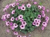 Thumb_90070162-312e-4dad-9900-bcadd7917283