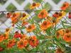 Thumb_5b96ea25-af2c-456a-9ae0-ccc9c1331cf1