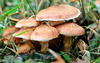 Thumb_d11db780-f72b-4997-88b4-f3edf9e3a9ea