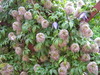 Thumb_13c4b91d-52e9-473f-98bc-3c22d4e4c1de