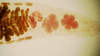 Thumb_a92b8b88-65ed-4dac-ae71-6fd1737ba726