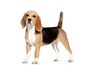 Thumb_436ededd-85b2-4a14-9e76-a85f6a91a4b8