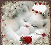 Thumb_939c17d6-61eb-4a8f-a6ef-933a488fa241