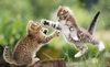 Thumb_93952e5d-2322-40f5-aba5-817443b4db9a