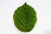 Thumb_0457dd63-ac4d-472b-a579-26db47c605c6