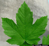 Thumb_60dca8d5-5601-4dbc-ab6d-698bedad7c08