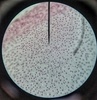 Thumb_c92172a3-d79c-4741-8ac2-665bf513ee27